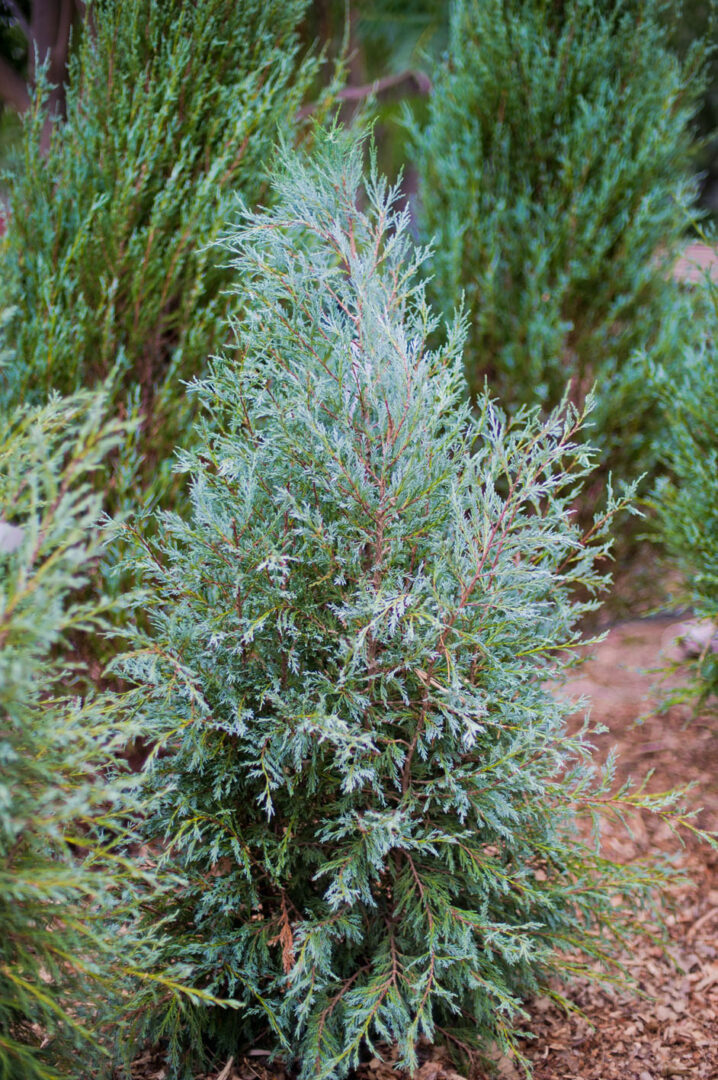 Medora Juniper - Image 3