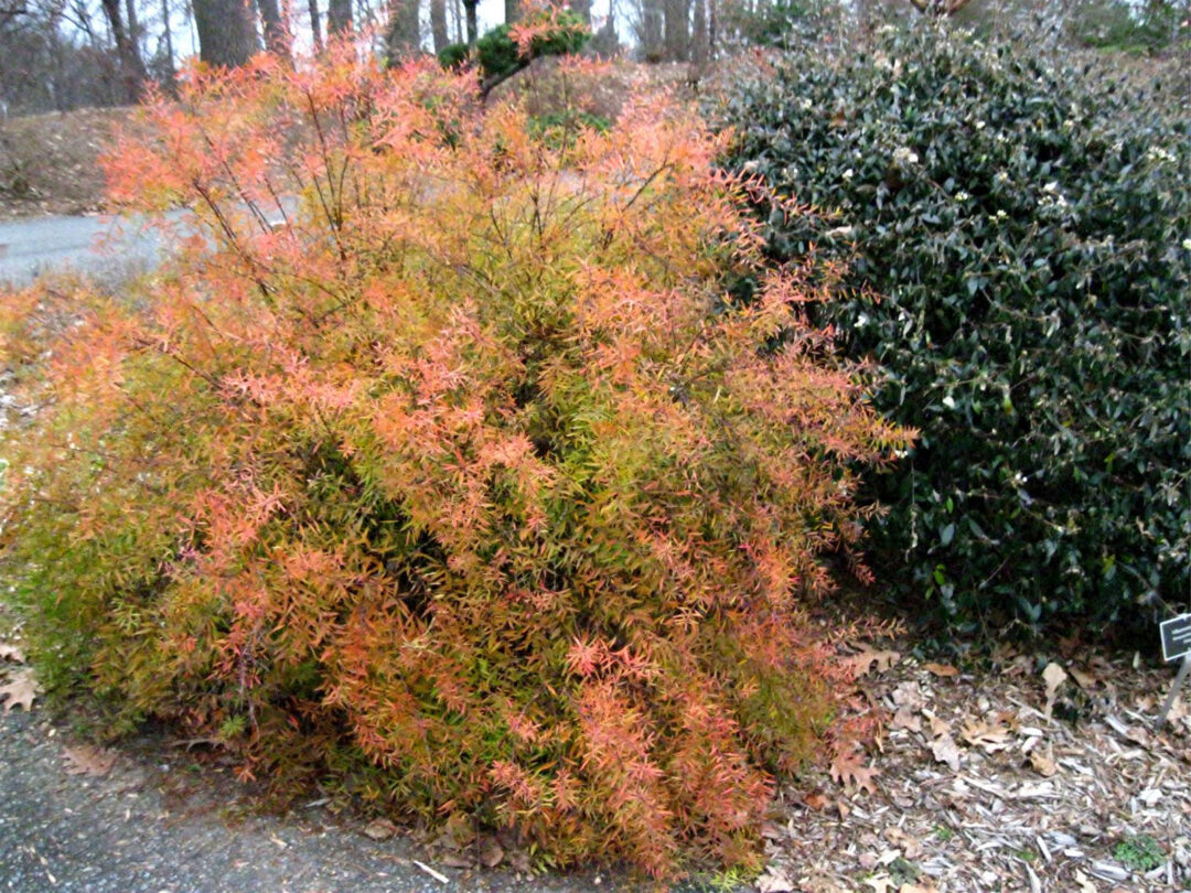 Mellow Yellow Spirea - Image 2