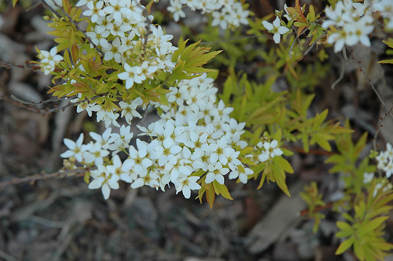Mellow Yellow Spirea - Image 3