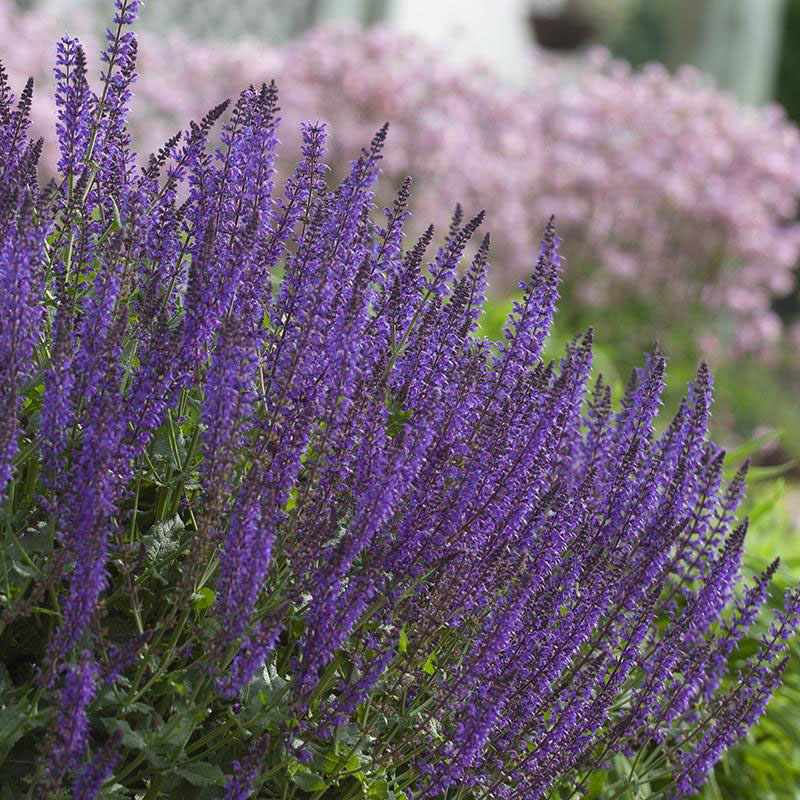 "Midnight May" Salvia - Image 2