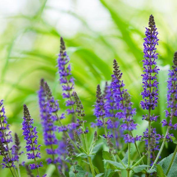 "Midnight May" Salvia - Image 3