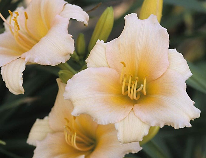 Mini Pearl Daylily - Image 3