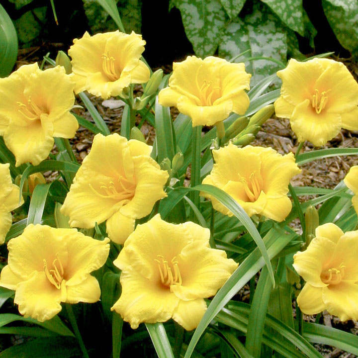 Mini Stella Daylily - Image 2