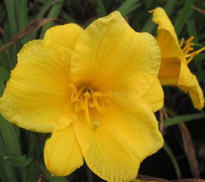 Mini Stella Daylily - Image 3