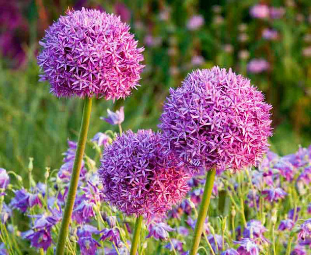 Mongolian Gem Pink Ornamental Onion - Image 2