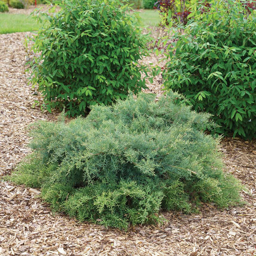 Montana Common Juniper - Image 2