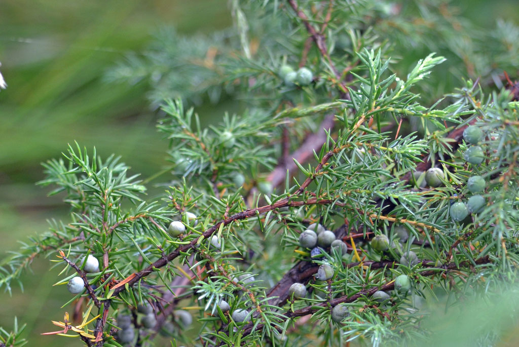 Montana Common Juniper - Image 3
