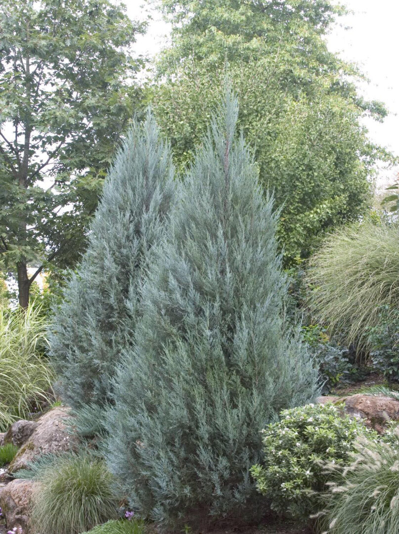 Moonglow Juniper - Image 2