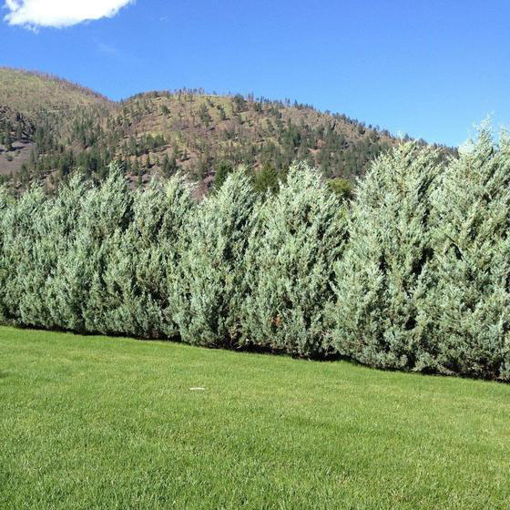 Moonglow Juniper - Image 3