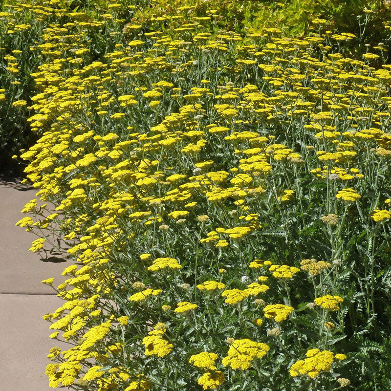 Moonshine Yarrow - Image 2