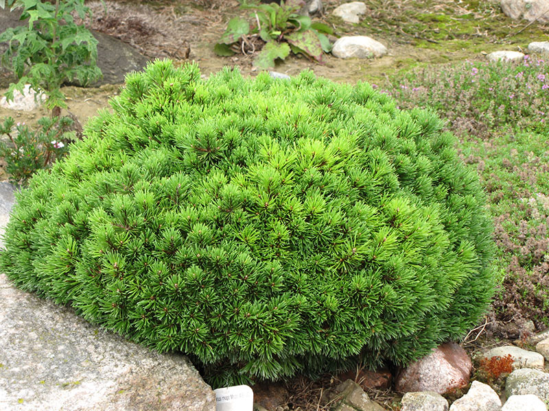 Mops Mugo Pine - Image 2