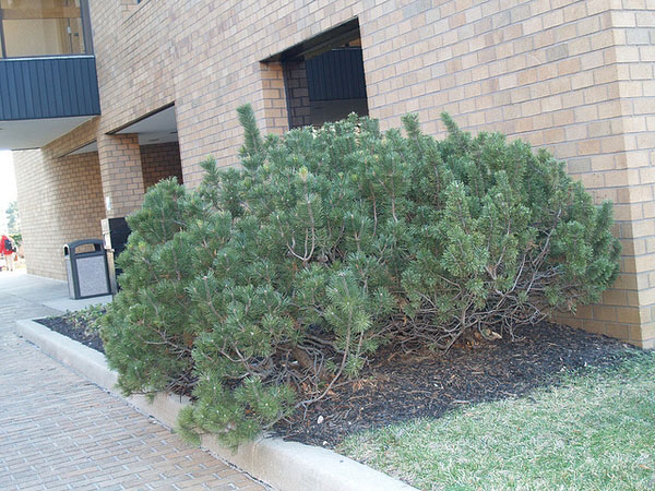 Mops Mugo Pine - Image 3
