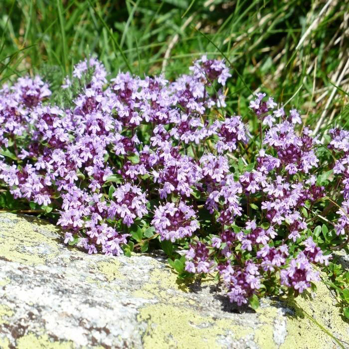 Mother of Thyme - Image 2
