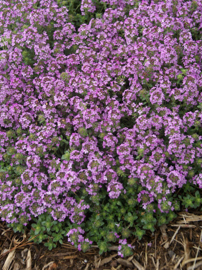 Mother of Thyme - Image 3
