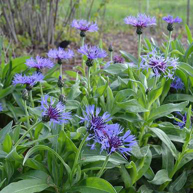 Mountain Bluet - Image 2