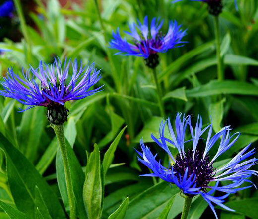 Mountain Bluet - Image 3
