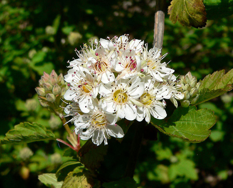 Mountain Ninebark - Image 2