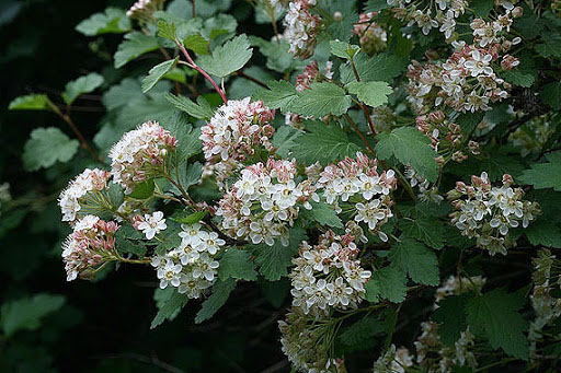 Mountain Ninebark - Image 3