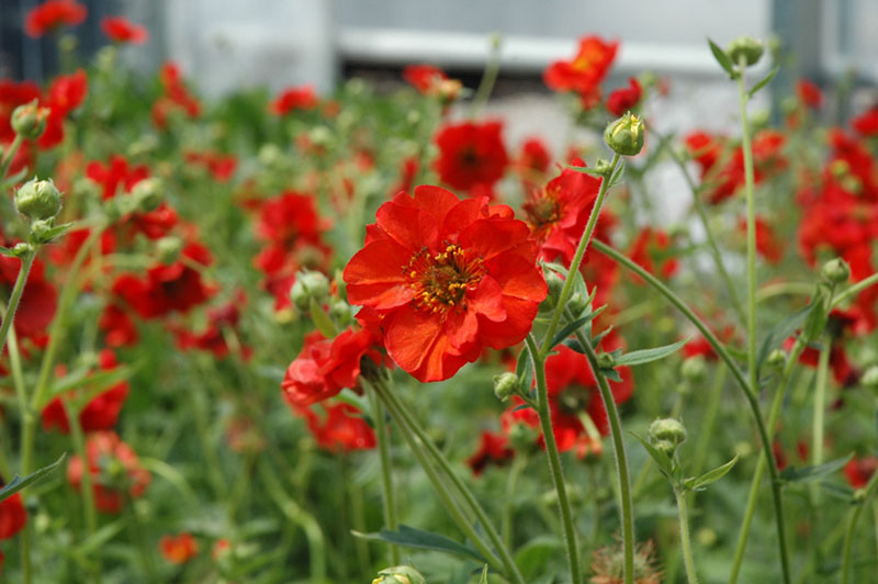 Mrs. Bradshaw Geum - Image 2