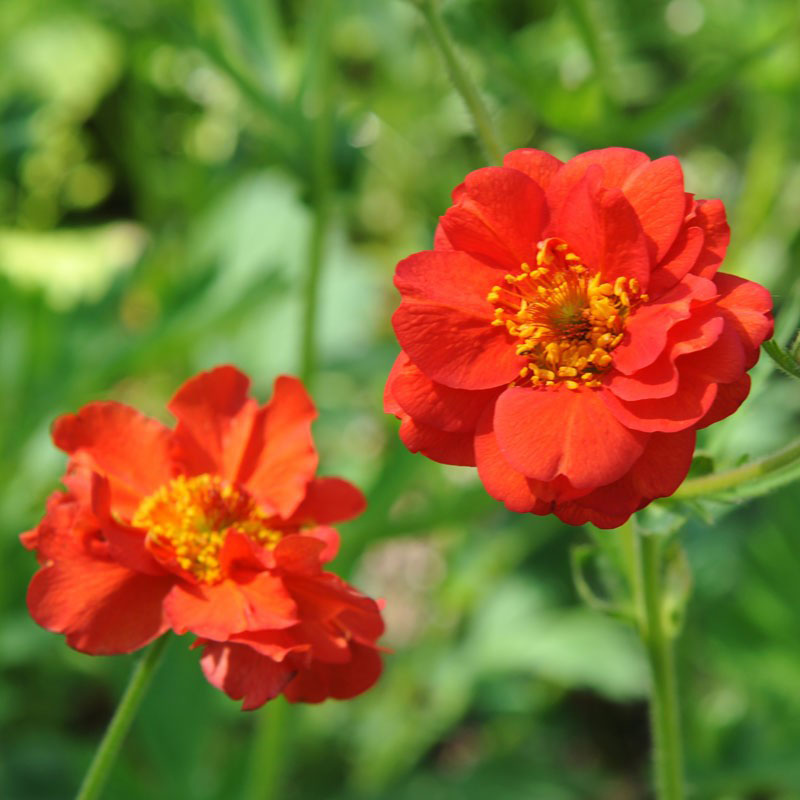 Mrs. Bradshaw Geum - Image 3