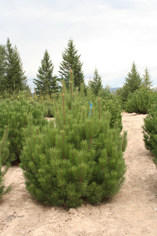 Mugo Pine Rostrata - Image 2