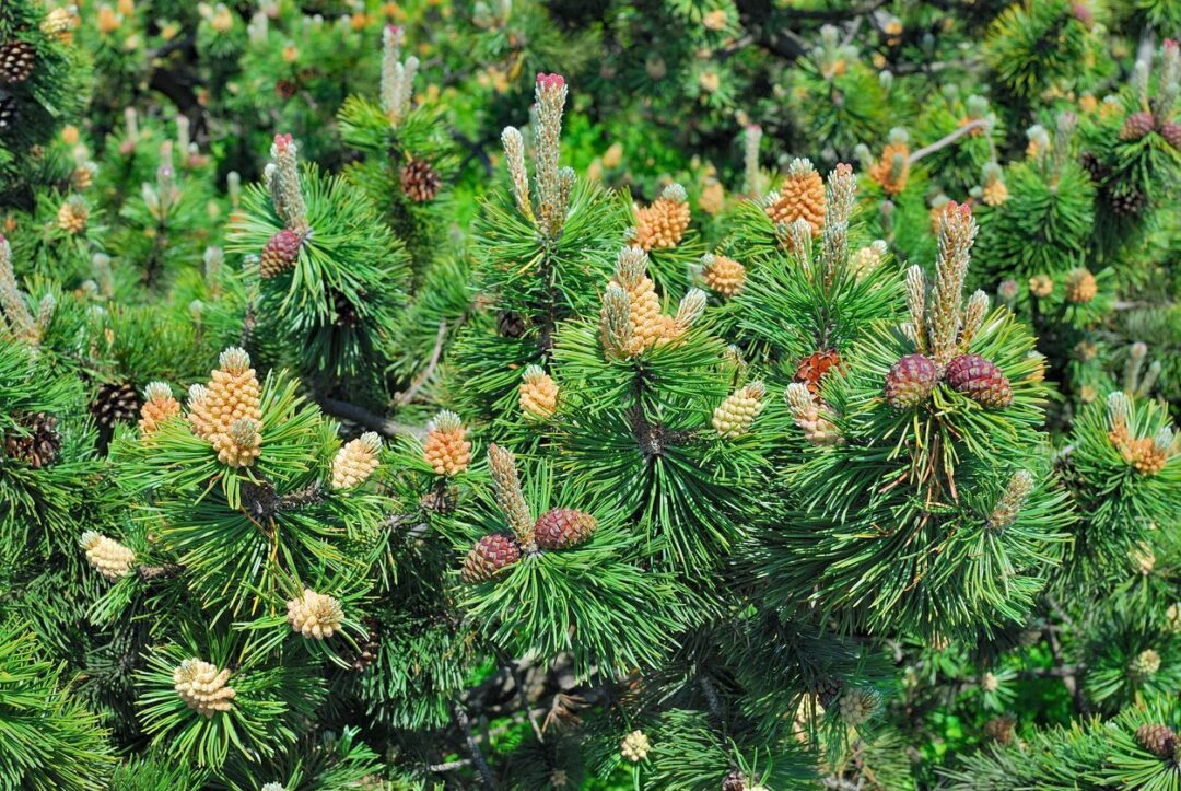 Mugo Pine Rostrata - Image 3