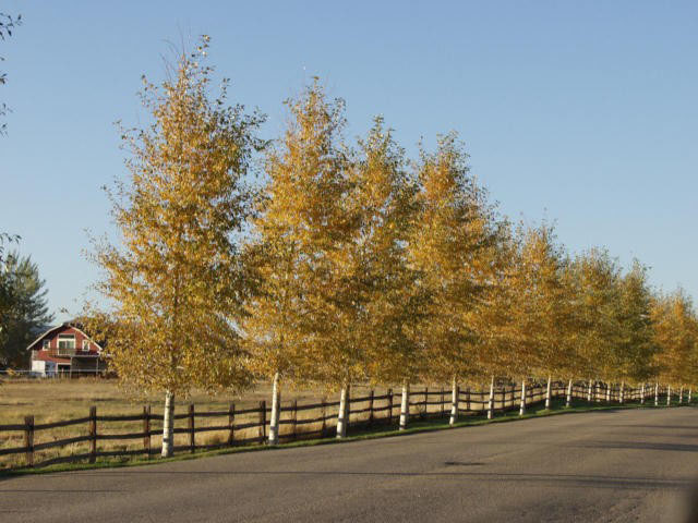Narrowleaf Cottonwood - Image 2