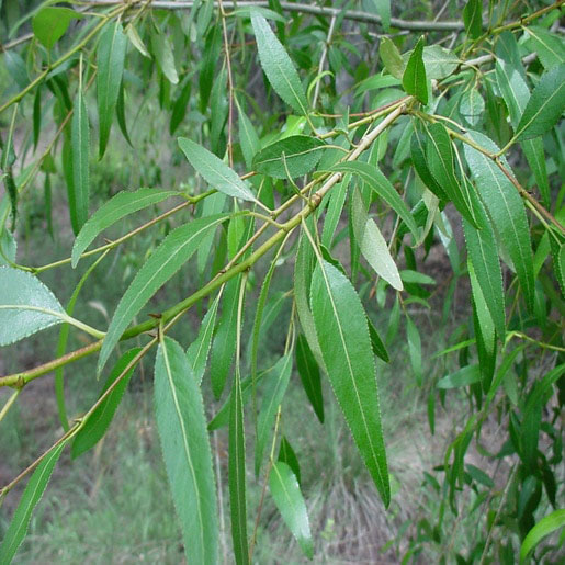 Narrowleaf Cottonwood - Image 3