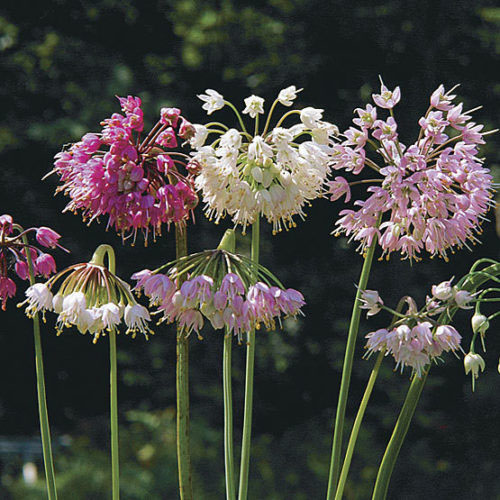 Nodding Onion - Image 2