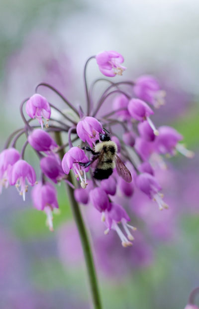 Nodding Onion - Image 3