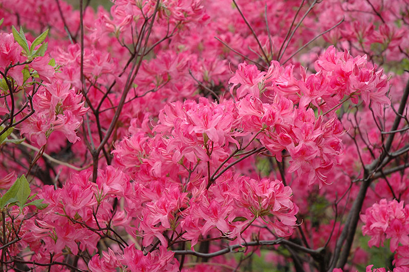 Northern Lights Azalea - Image 2