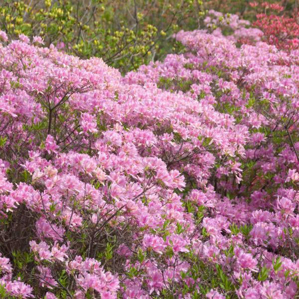 Northern Lights Azalea - Image 3