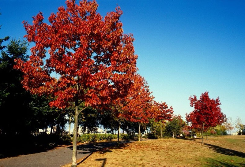 Northern Red Oak - Image 2