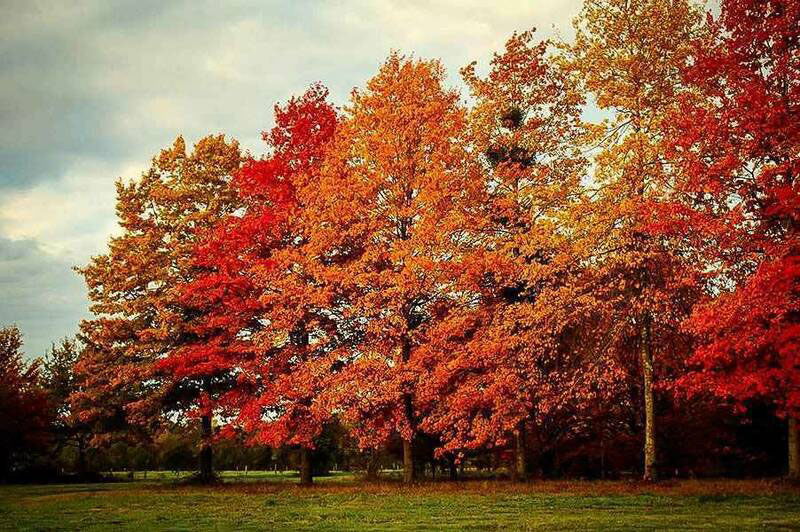 Northern Red Oak - Image 3