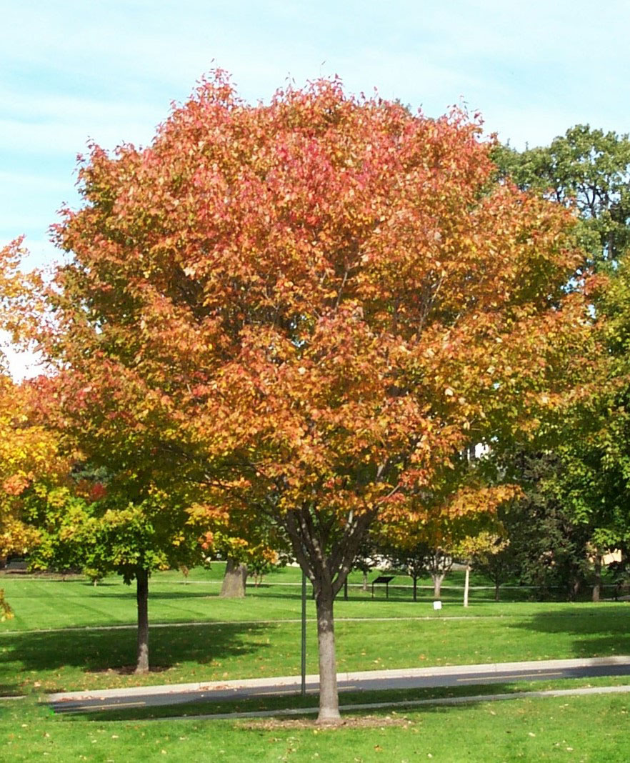 Northwood Red Maple - Image 2