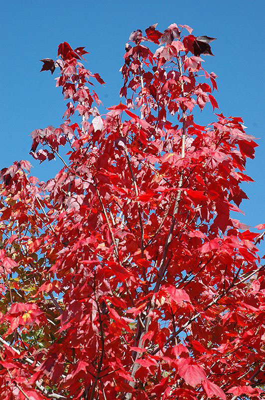 Northwood Red Maple - Image 3