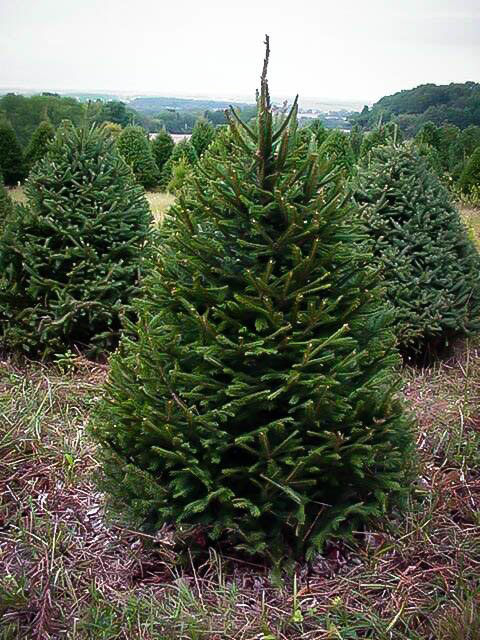 Norway Spruce - Image 2