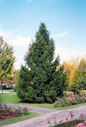 Norway Spruce - Image 3