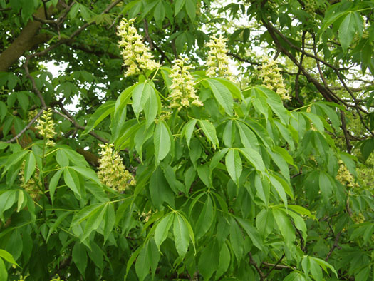 Ohio Buckeye - Image 2