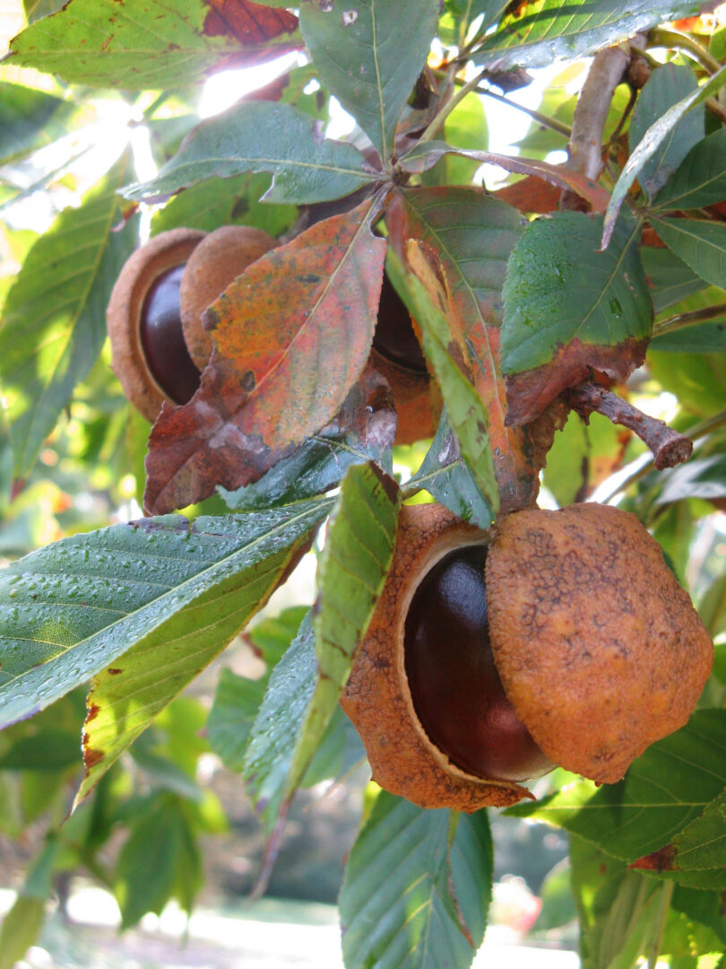 Ohio Buckeye - Image 3