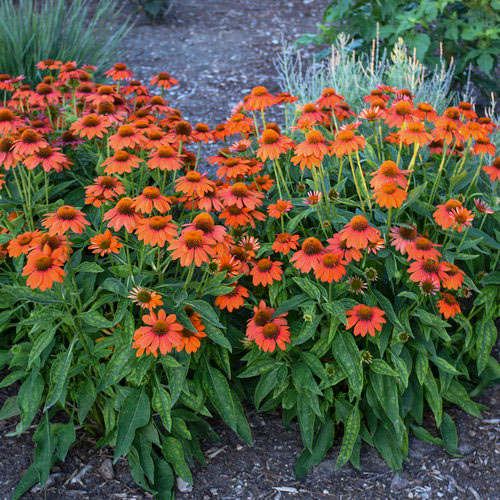 Orange Coneflower - Image 2