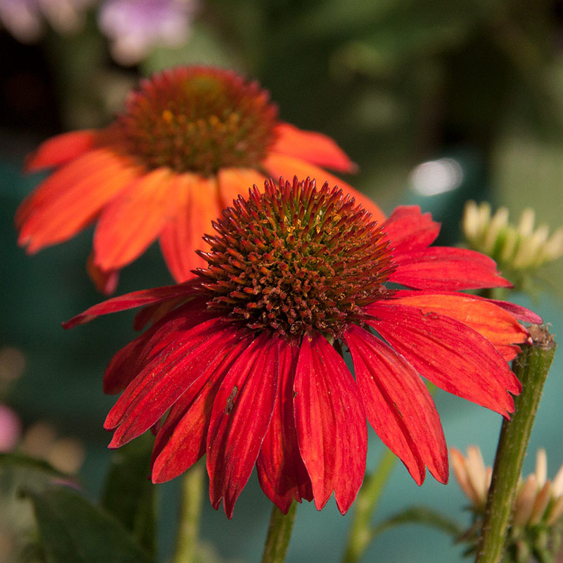 Orange Coneflower - Image 3