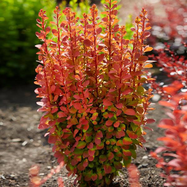 Orange Rocket Barberry - Image 2