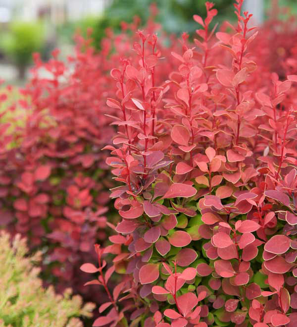 Orange Rocket Barberry - Image 3