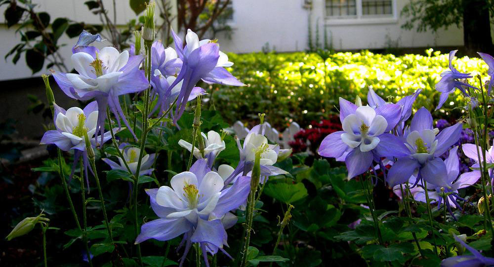 Origami Blue and White Columbine - Image 2