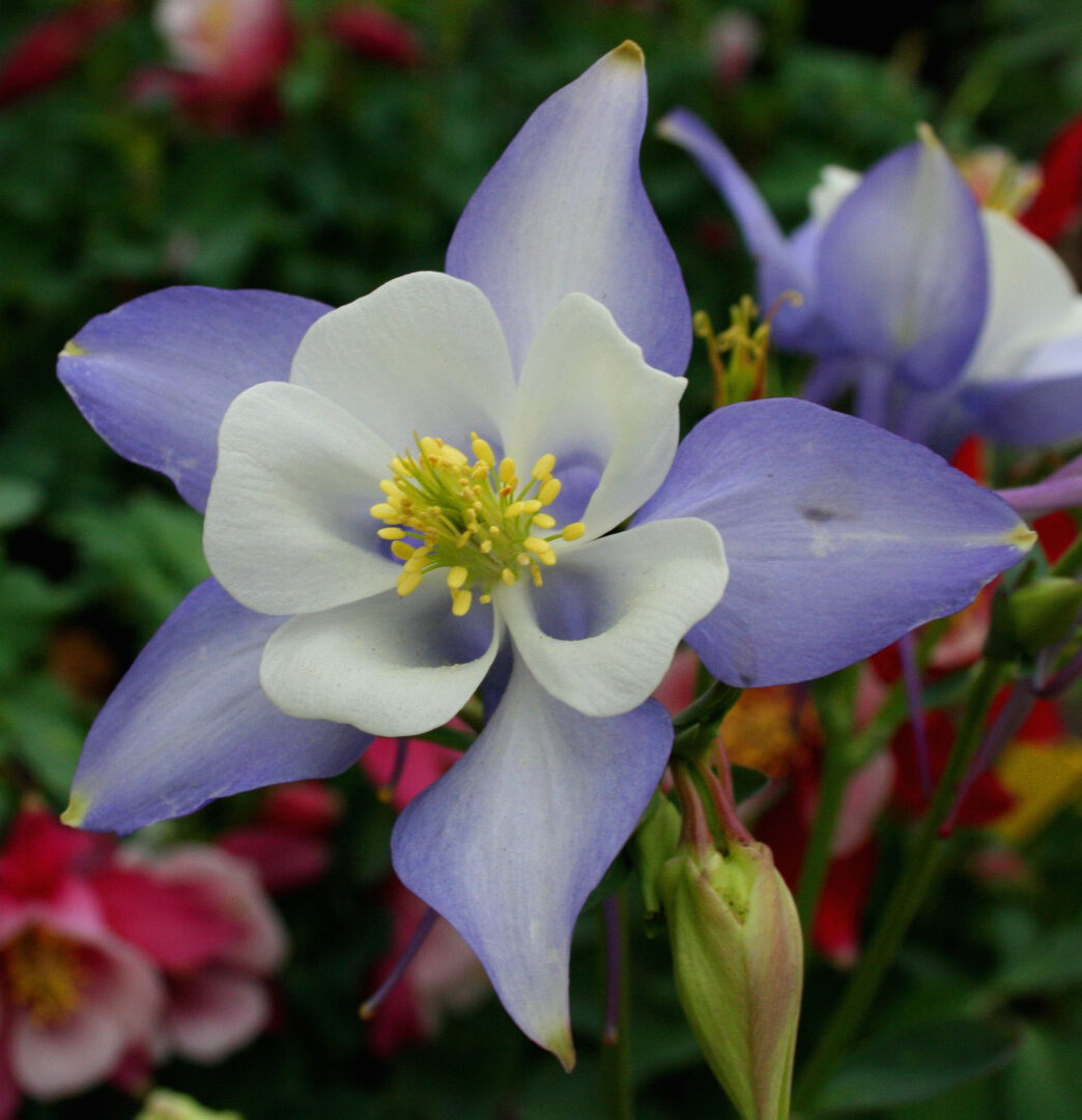 Origami Blue and White Columbine - Image 3