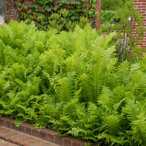 Ostrich Fern - Image 2