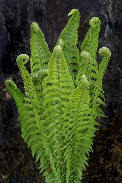 Ostrich Fern - Image 3