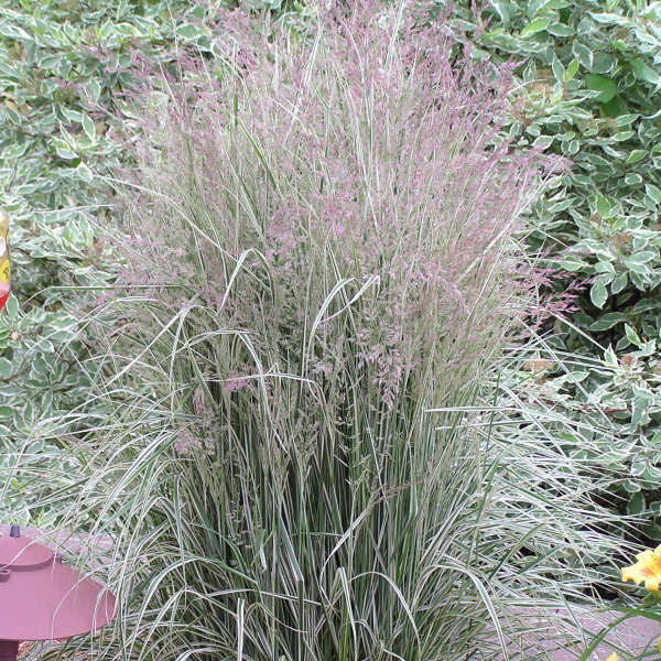 Overdam Feather Reed Grass - Image 2