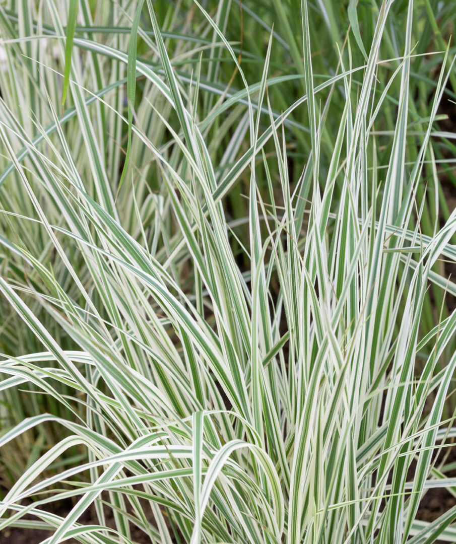 Overdam Feather Reed Grass - Image 3